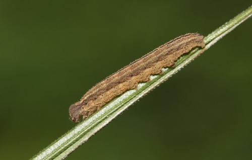 Macrochilo cribrumalis