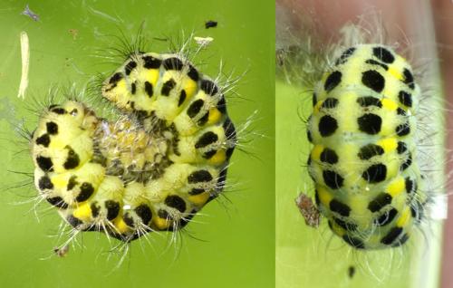 Zygaena sp.
