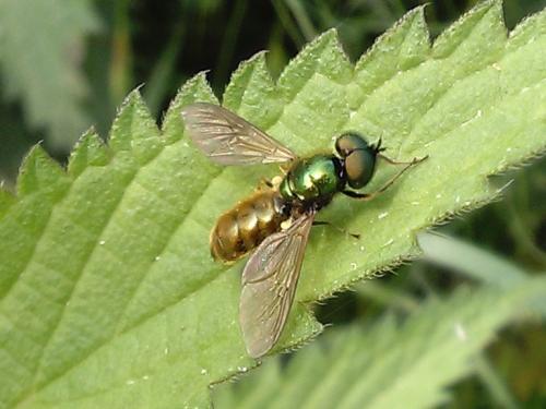 Chloromyia formosa