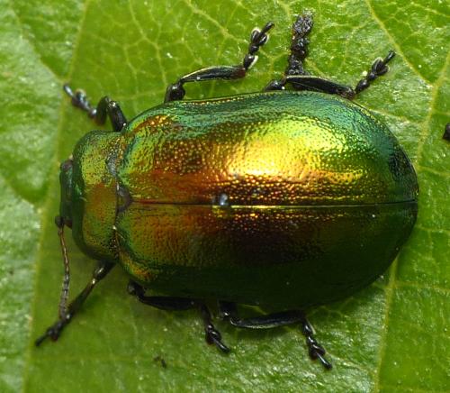 Plagiosterna aenea