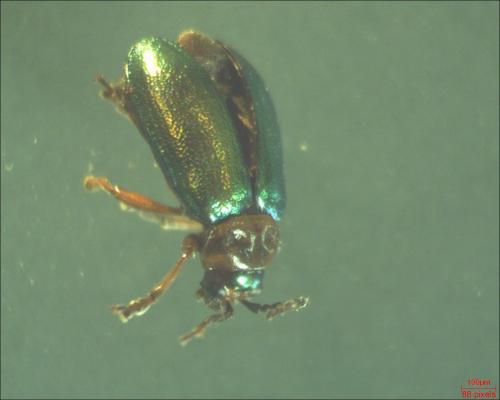 Réf. 163 480 : Sermylassa halensis
