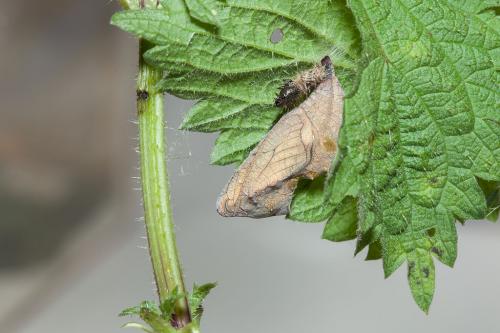 Réf. 163 941 : Vanessa atalanta