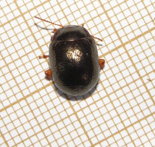 Réf. 163 282 : Chrysolina bankii