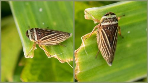 Aphrodes makarovi
