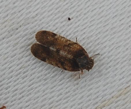 Tachycixius pilosus