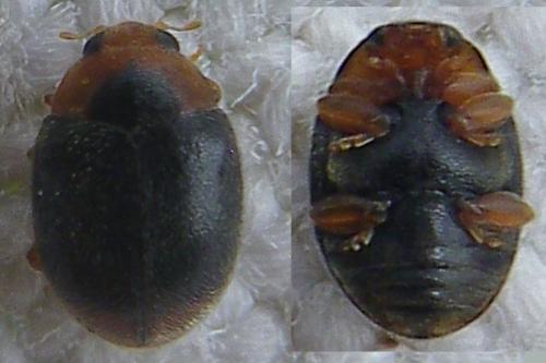 Réf. 163 307 : Scymnus haemorrhoidalis