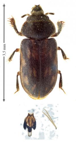 Réf. 163 446 : Heterocerus fenestratus