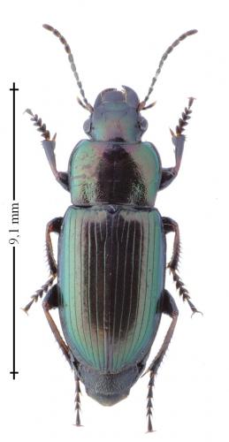 Réf. 163 888 : Harpalus distinguendus