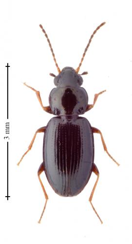Réf. 163 451 : Bembidion obtusum