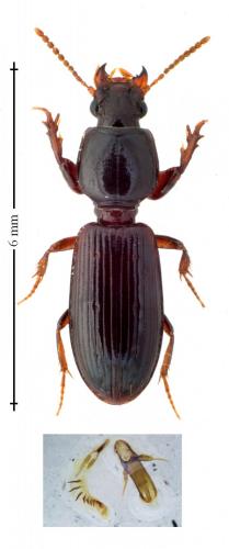 Réf. 163 445 : Clivina fossor