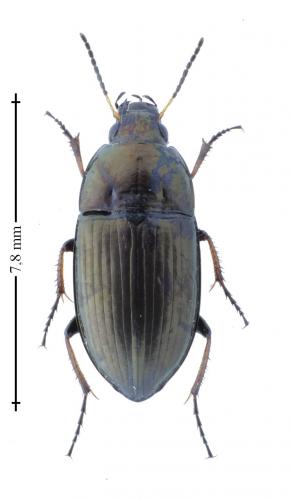 Amara aenea