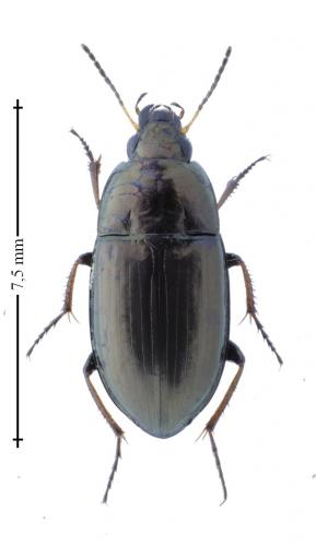 Réf. 163 776 : Amara aenea