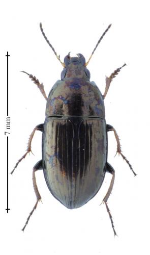 Réf. 163 777 : Amara aenea