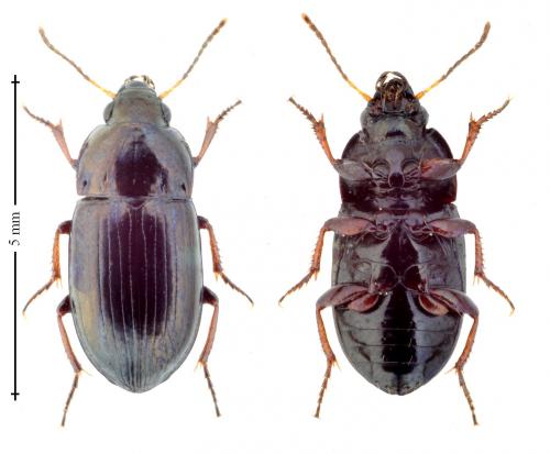 Réf. 163 187 : Amara tibialis