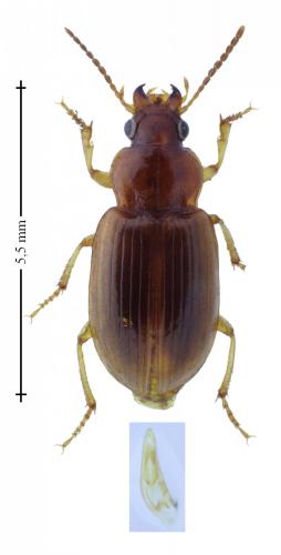 Réf. 163 891 : Bradycellus distinctus