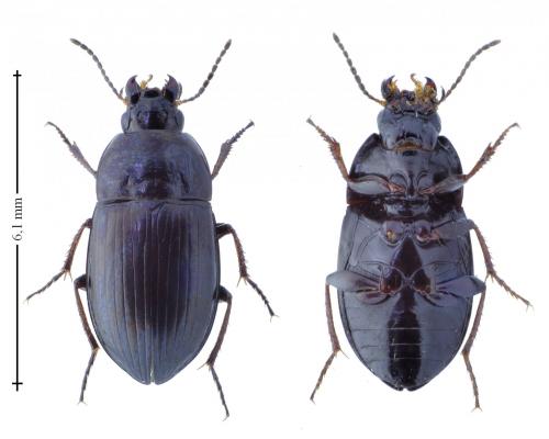 Réf. 163 863 : Amara curta