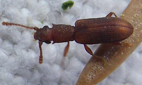 Silvanoprus fagi