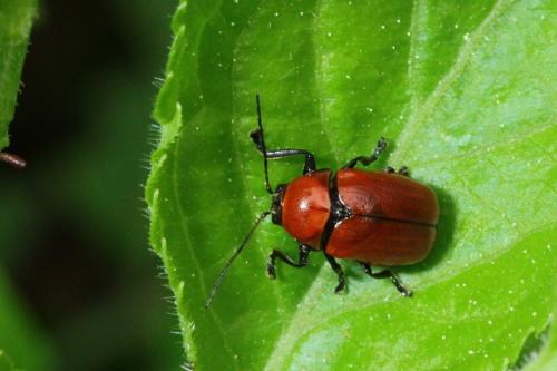 Réf. 163 534 : Cryptocephalus coryli