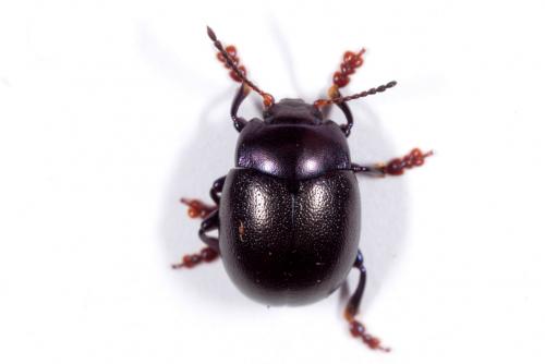 Réf. 163 805 : Chrysolina sturmi