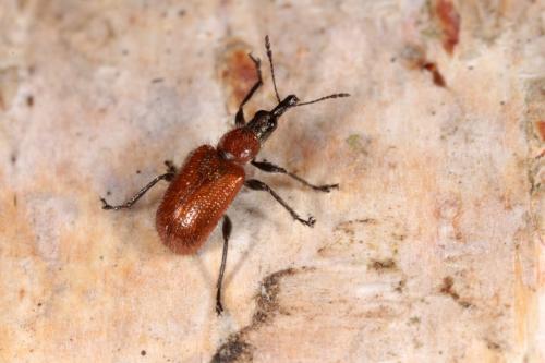 Lasiorhynchites coeruleocephalus