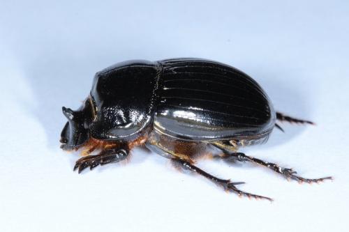 Copris lunaris