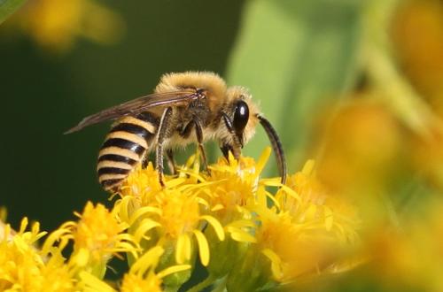 Colletes sp.
