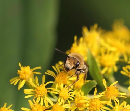 Colletes sp.