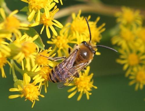 Colletes sp.