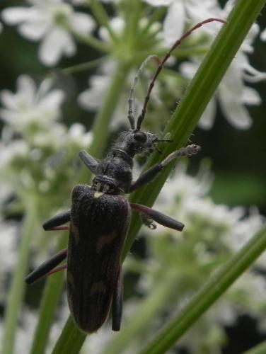 Réf. 163 461 : Rhagium bifasciatum