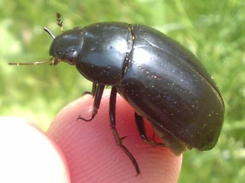 Réf. 163 821 : Hydrochara caraboides