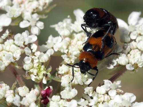 Coptocephala linnaeana