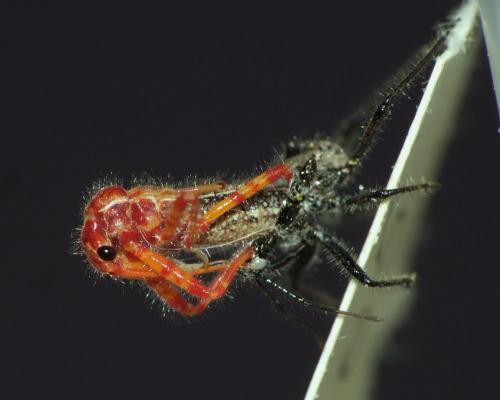 Réf. 163 802 : Coranus sp.