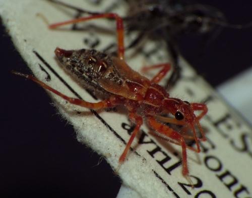 Réf. 163 829 : Coranus sp.
