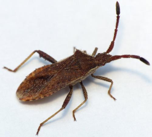 Coriomeris denticulatus
