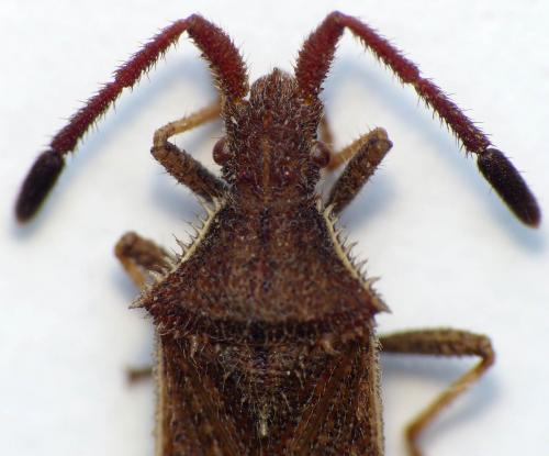 Coriomeris denticulatus