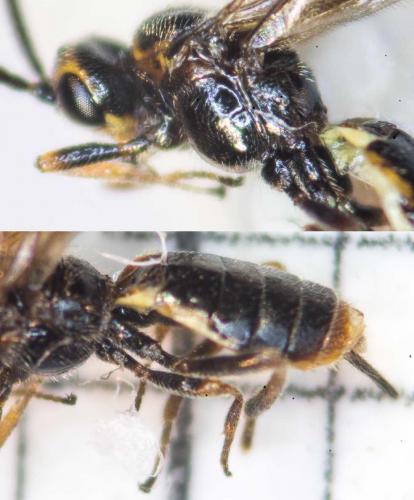 Réf. 163 576 : Habrobracon sp.
