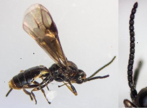 Habrobracon sp.