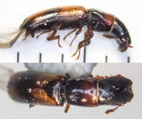 Nemozoma caucasicum