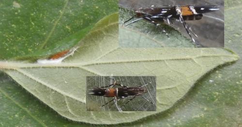 Réf. 163 770 : Cosmopterix pulchrimella