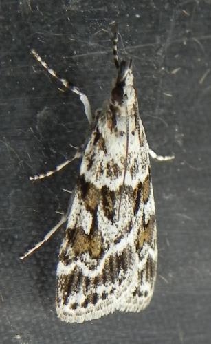 Réf. 163 747 : Scoparia sp.