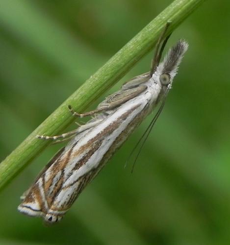 Réf. 163 469 : Crambus lathoniellus