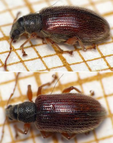 Réf. 163 834 : Phyllobius oblongus