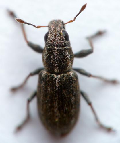 Sitona suturalis