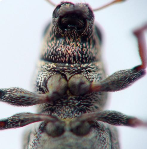 Sitona suturalis