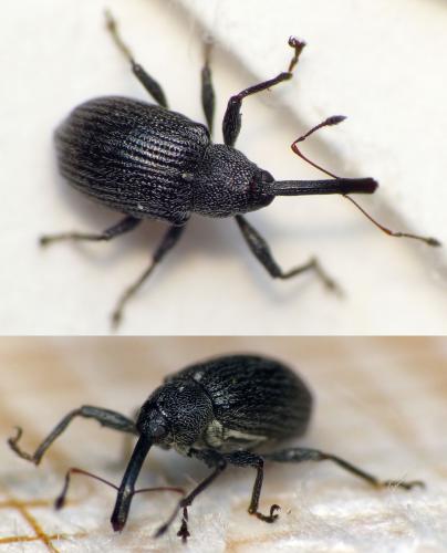 Réf. 163 882 : Anthonomus rubi