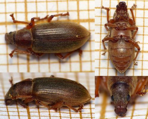 Polydrusus impar
