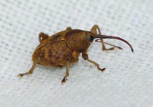 Réf. 163 227 : Curculio nucum