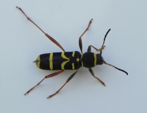 Réf. 163 108 : Clytus arietis