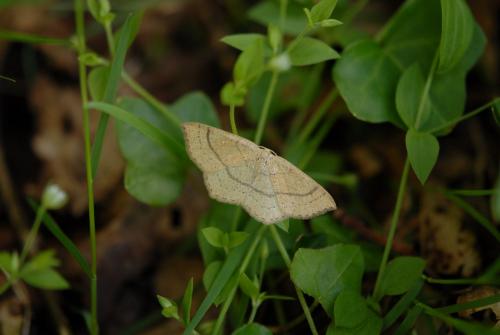 Réf. 163 098 : Cyclophora ruficiliaria