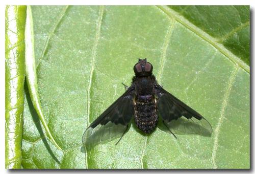 Hemipenthes morio